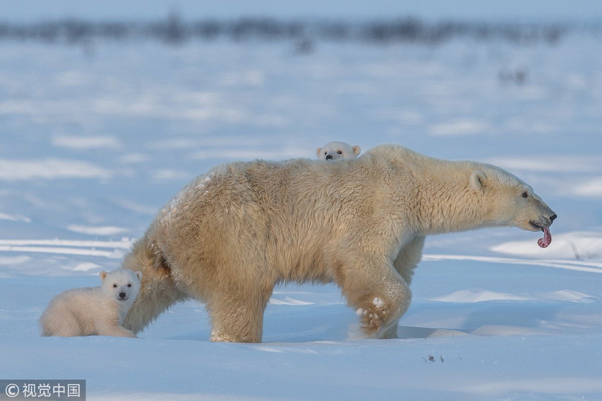 Dambero صغار Twitter خلفيات الدببة الثلاثة