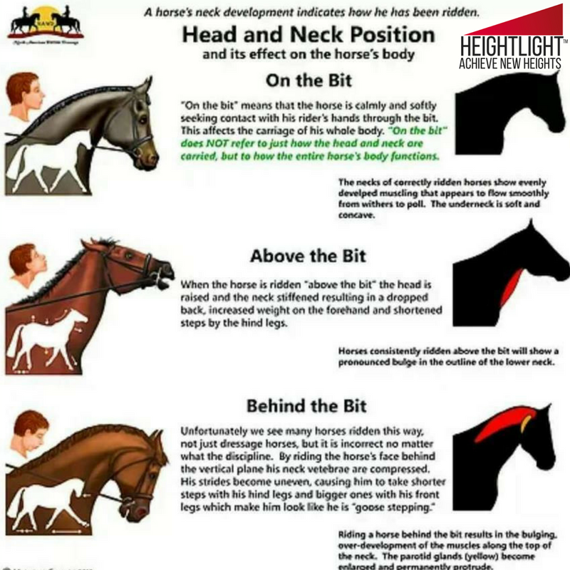 HeightLightTech's tweet photo. Great information and visual of how important it is to ride correctly to ensure safety and comfort for not only you but your horse too. 

#AchieveNewHeights https://t.co/qVJFFDhhFL