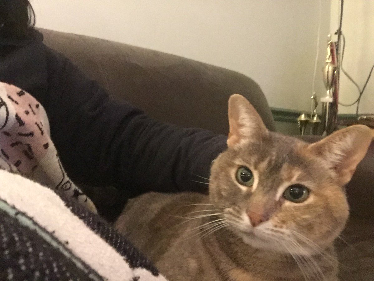 AspergerSadie's tweet image. When you are having a rough week, and your friend’s Cat chooses to be next to YOU. #catprivilege #thecatchoseme #catsaretherapeuitic #hernameiscat #notmycat