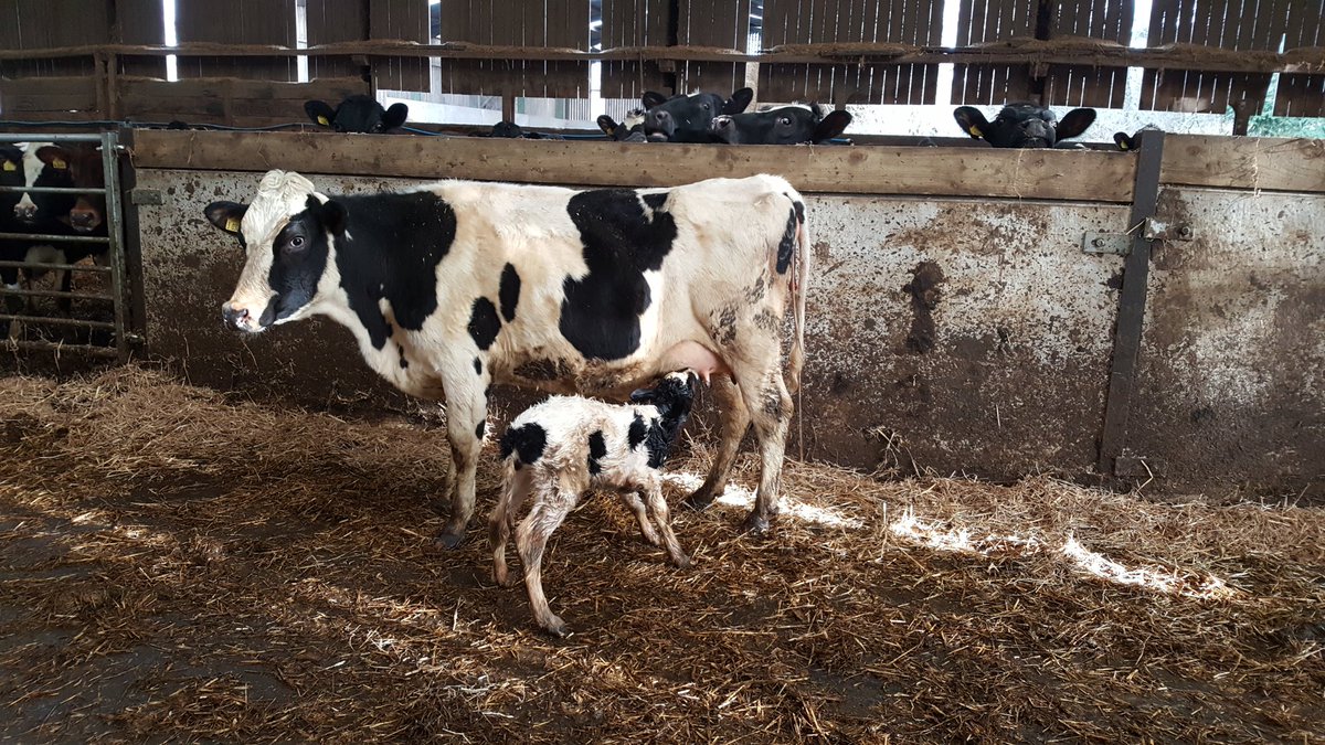 First calf of the season, just 20 minutes old, ushering in #Februdairy, or #febudairy