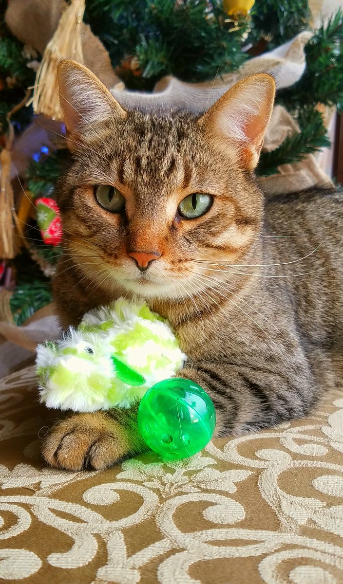 jennywaldon's tweet photo. @SimonsCat Emerald snuggling his new mouse he got from Santa. https://t.co/yhtMqsGjFL