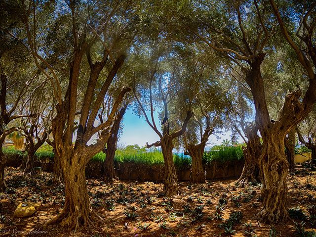 Gaea's Cradle #beach #deadsea #desert #explore #exploremore #jordan #resort #sea #travel #trekking #vsco #water #instagood #look #latergram #visualsofearth <a href="/visualsofearth/">memes</a> #artofvisuals @artofvisuals #travelgram #earthpix #passionpassport #naturephotogra… ift.tt/2ntdR4m