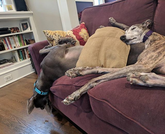 BeckyMcKimmy's tweet photo. I don't know how that can possibly be comfortable.
#greyhound #greyhoundsofinstagram #greyhoundlife #greyhoundlove #starcitygreyhounds #widgetthegrey #bluegreyhounds #brindle #pixelthebrindle #greyhounddaily #greyhounds #sleepygreyhound https://t.co/fVExGFQSHA https://t.co/Z7xzB4nboi