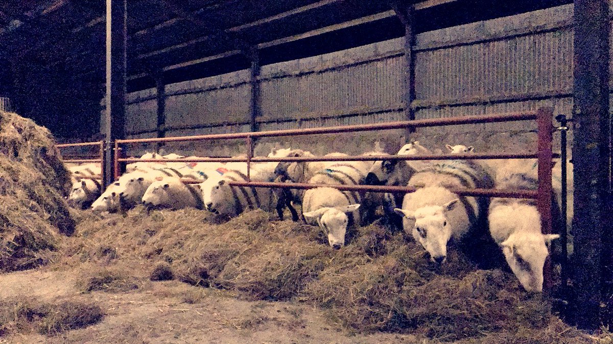 HeleddMair28's tweet photo. 200 Twins and 11 triplets have been in 5days now! My first time feeding them on my way home from work. #Pregnant #lovinglife #asheepslife #farming #sheep365 #twins #triplets #silage #feed #prelambing #nutrition #lovesheep ๐ https://t.co/PVlevqWWiT