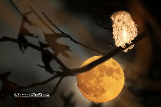 Featherwindstudio On Twitter The Super Moon Sets Behind An