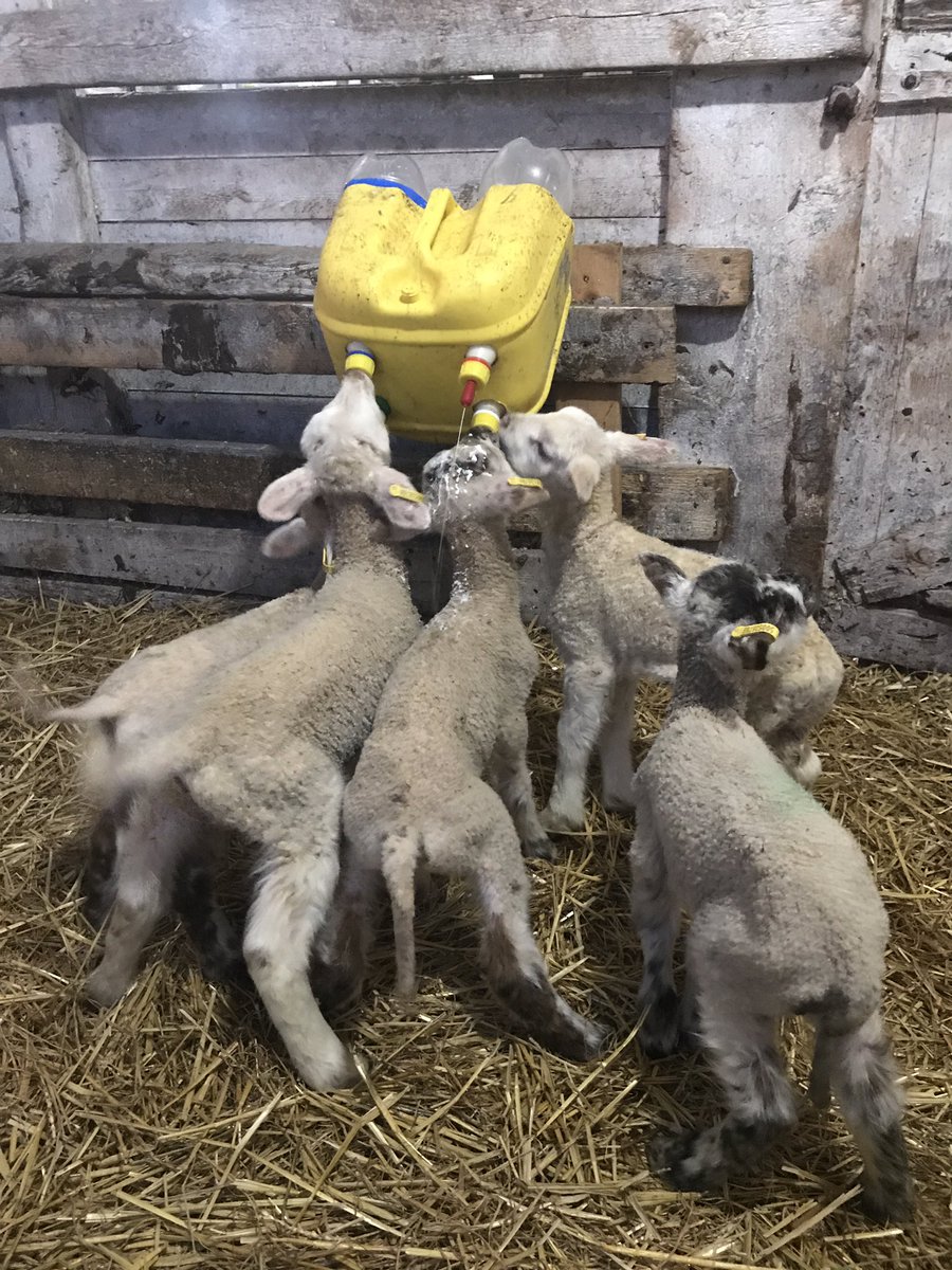Baby lambs!