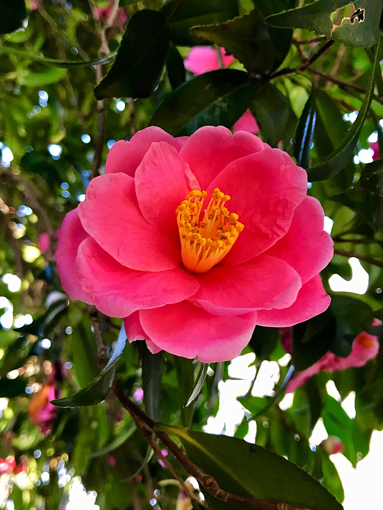 Cloudsailor 星羅の一日一花 Twitterissa ハルサザンカ 春山茶花 笑顔 ハルサザンカの園芸品種 花は濃桃色 大輪八重咲き ときに白斑が入る Camellia X Vernalis Egao Flowers Fleurs T Co Lzxcd8q4bh Twitter