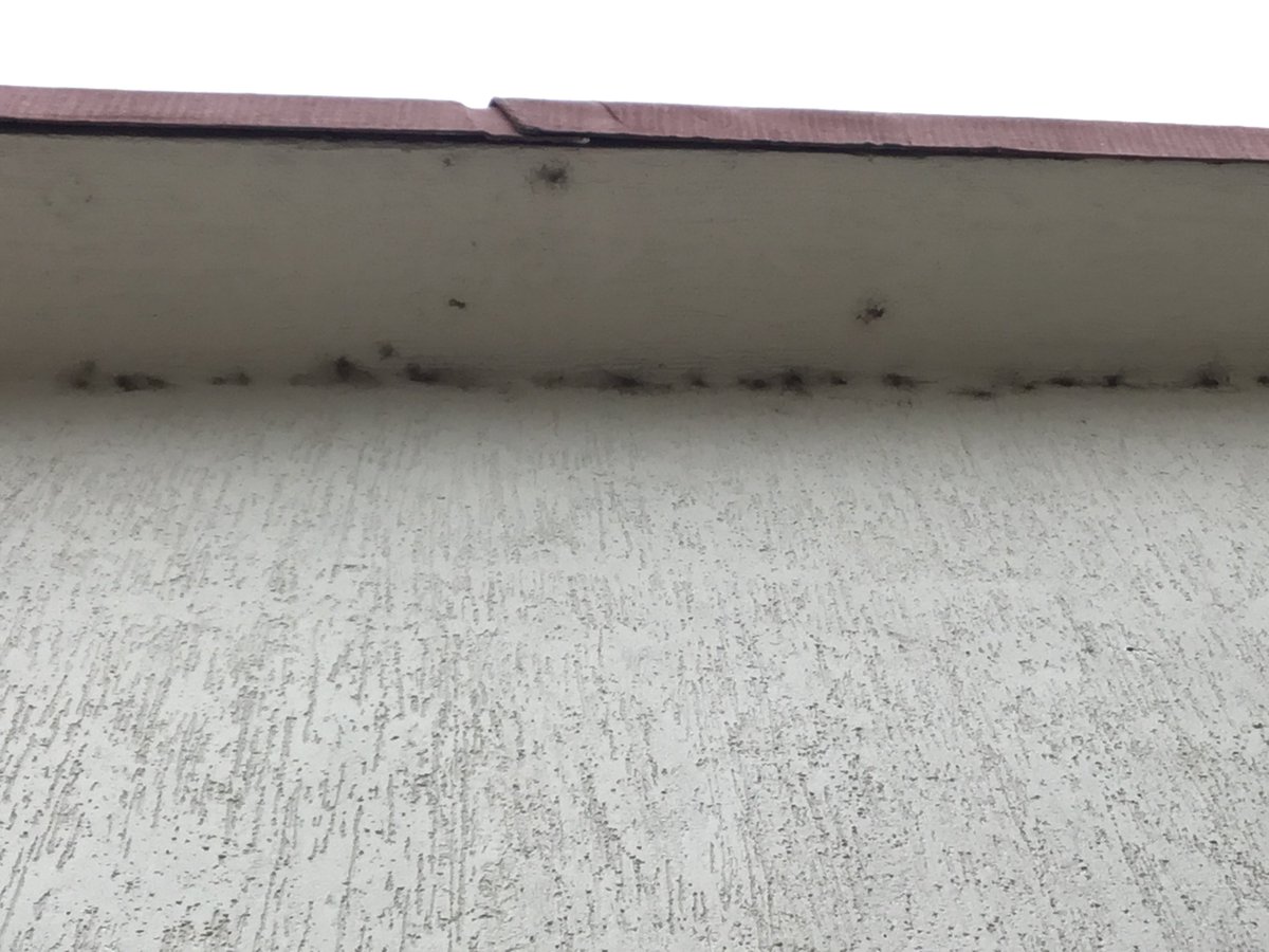 IxchelLover's tweet photo. Control biológico para insectos, específicamente dipteros, ayuda a prevención de enfermedades. @javierdealba4s  @agorajavier @x_lomeli https://t.co/awfA6VQ9Iq