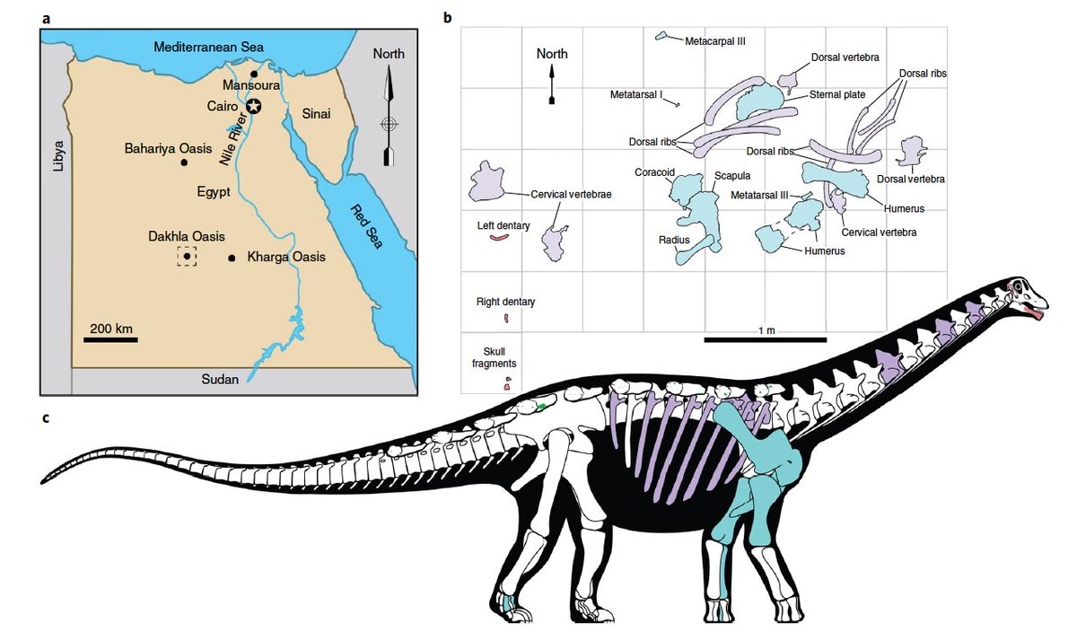 Image result for mansourasaurus