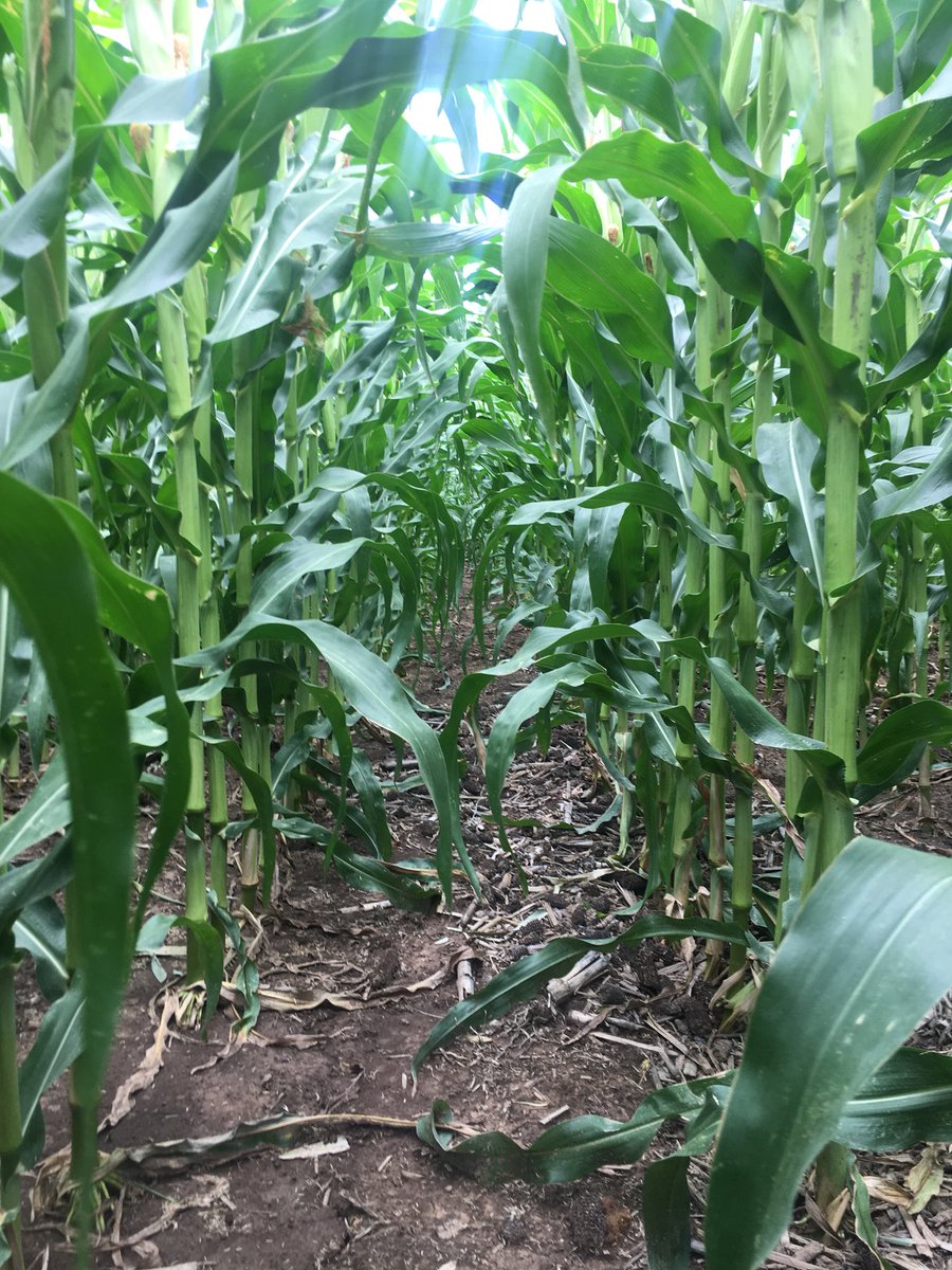 chickenpalmer1's tweet photo. Maize looking the the goods in Nth Vic. Not a bad fertigation set up either👌#liquidN #incropN #bulktanks #summercrop https://t.co/5imkPdGddE