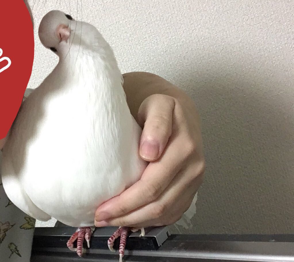 Mdp まいさん 参加 ド正面顔あんまなかった U U このタグをみた人はド正面写真を貼る 鳥の正面顔はかわいい 鳩 クジャクバト らむちゃん Mdp まいさん 参加 ド正面顔あんまなかった U U このタグをみた人はド正面写真を貼る 鳥の正面顔はかわいい 鳩 クジャクバト らむちゃん