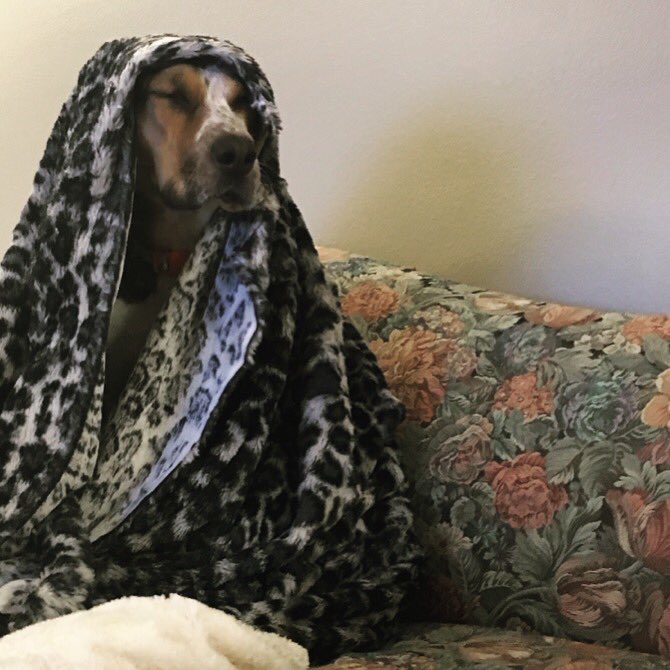 sagerage's tweet photo. #cutedogcollection https://t.co/ZTIifqtUH4