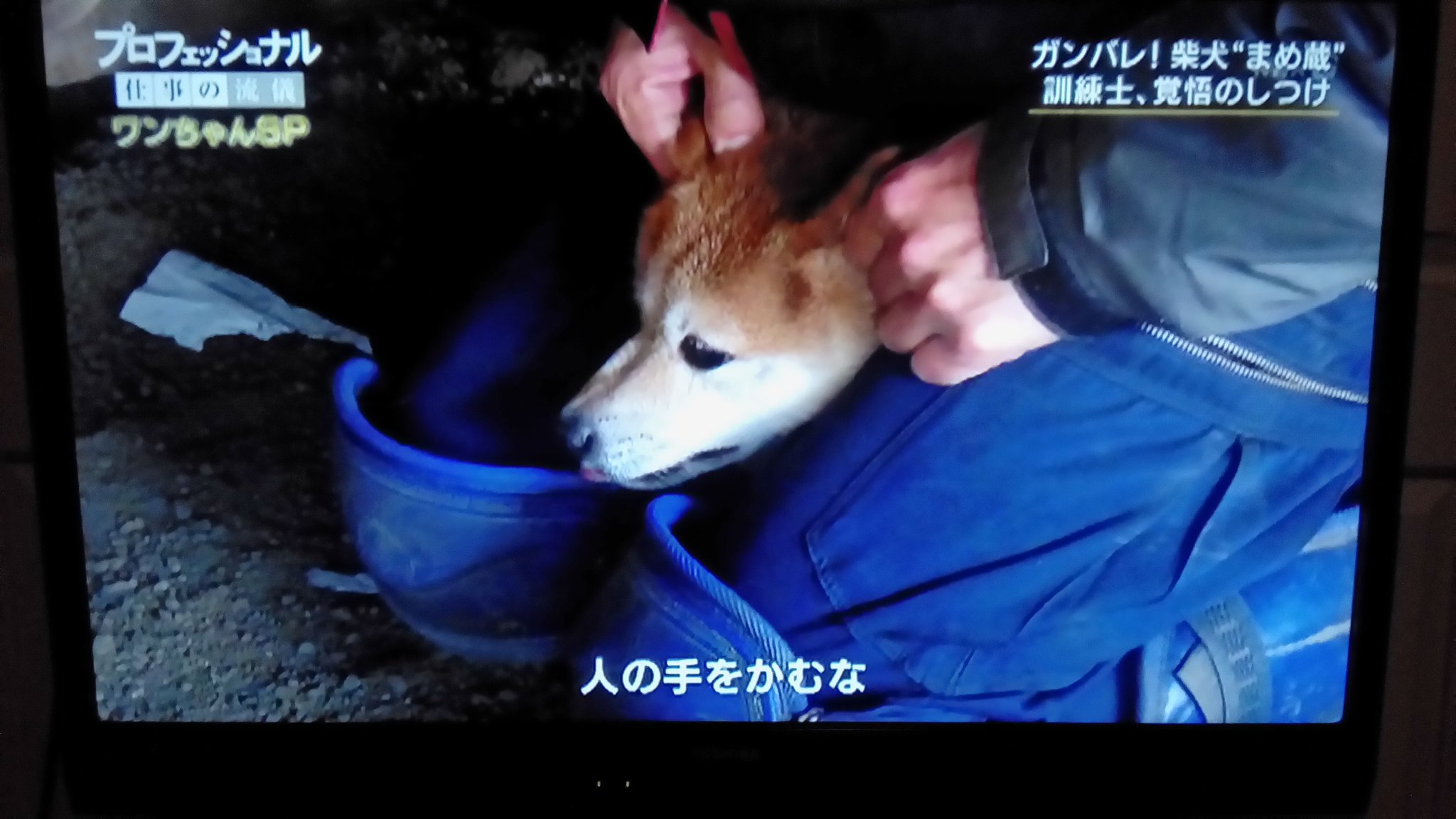 タローの主 犬と歩けば棒にあたる さらに訓練士 は柴犬にマウント拘束し 鉄槌３発 掌底４発を頭部に打ち込む コレ 完全に虐待行為です しかし現在の動物愛護法では このような犬を殴る 蹴るという暴挙も しつけ 訓練の名目があれば取り締まる事は出来