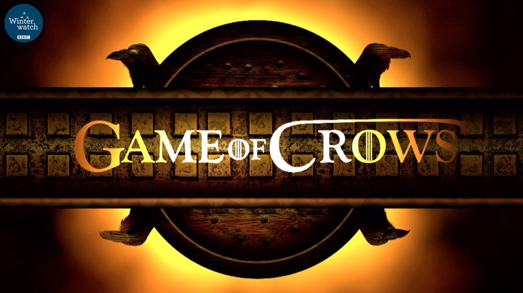 Ashley_james74's tweet photo. My money is still on #HouseRaven ! #GameOfCrows #Winterwatch @BBCSpringwatch https://t.co/lDkXps8Fct