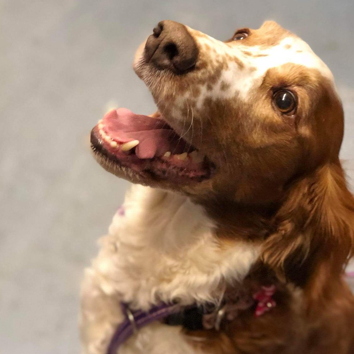 We might be a tad biased but we think she is just the prettiest pooch! #tot #TongueOutTuesday #dogsoftwitter #dog