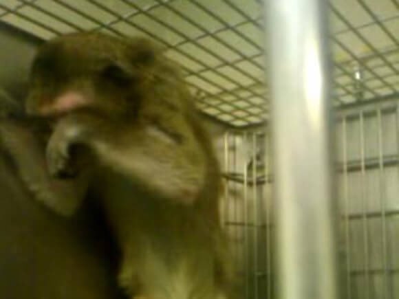 BellaLack's tweet photo. @Volkswagen tests force monkeys to breathe diesel fumes!!
No one should buy from a company that contains such #corruption, #cuelty and #abuse.
Please SHARE and EXPOSE @Volkswagen https://t.co/CiZP36ghsj