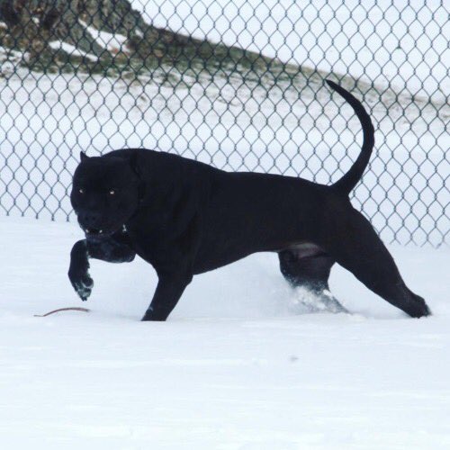 venusoncrack's tweet photo. Les presento a Prague. Parece una pantera.
Dios mío, me muero por un perro así. https://t.co/luXyqyxwtv