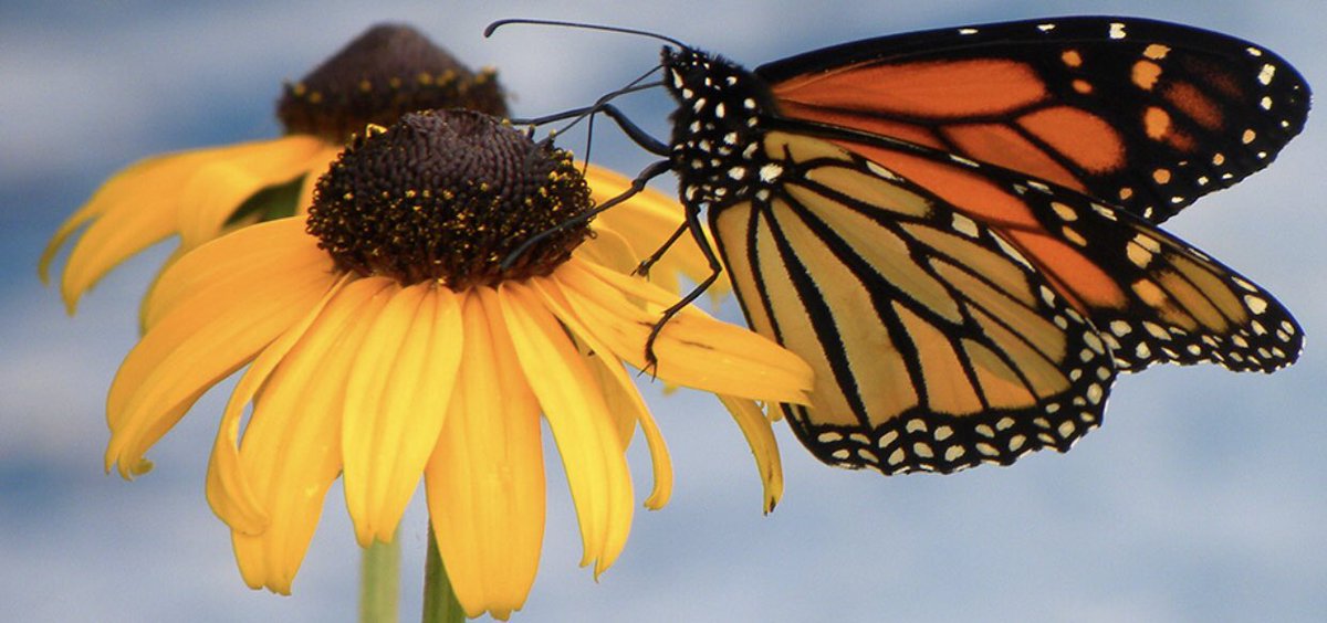 milkkweedd's tweet photo. did you know that the monarchs that travel south are called “The Super Generation”? https://t.co/fwMdssYYch