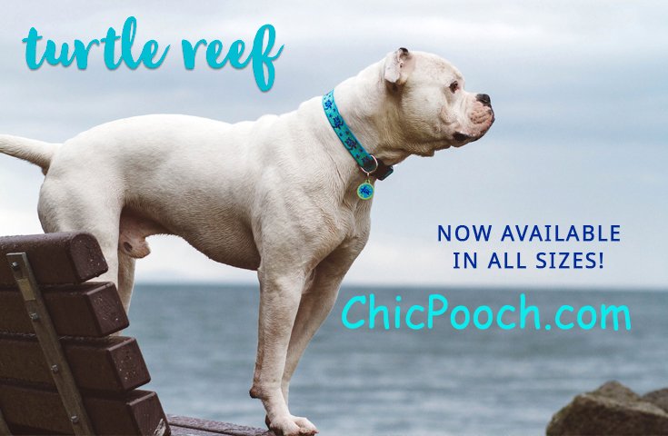 ChicPoochStore's tweet photo. Turtle Reef Now Available in ALL Sizes - https://t.co/HAuZGPA8XN #DogCollars #DogLeashes #DogHarnesses #GUARANTEED EVEN IF CHEWED Made In The USA #MadeInAmerica https://t.co/yrI8liGucY