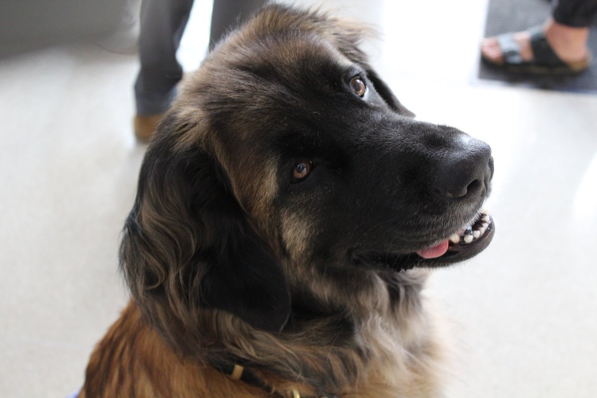 We're wishing a very happy birthday to this silly girl! Kepler keeps us entertained with her funny expressions and joy for life. She has made a difference in countless lives as a #TherapyDog and we couldn't be more grateful! #BirthdayPawty