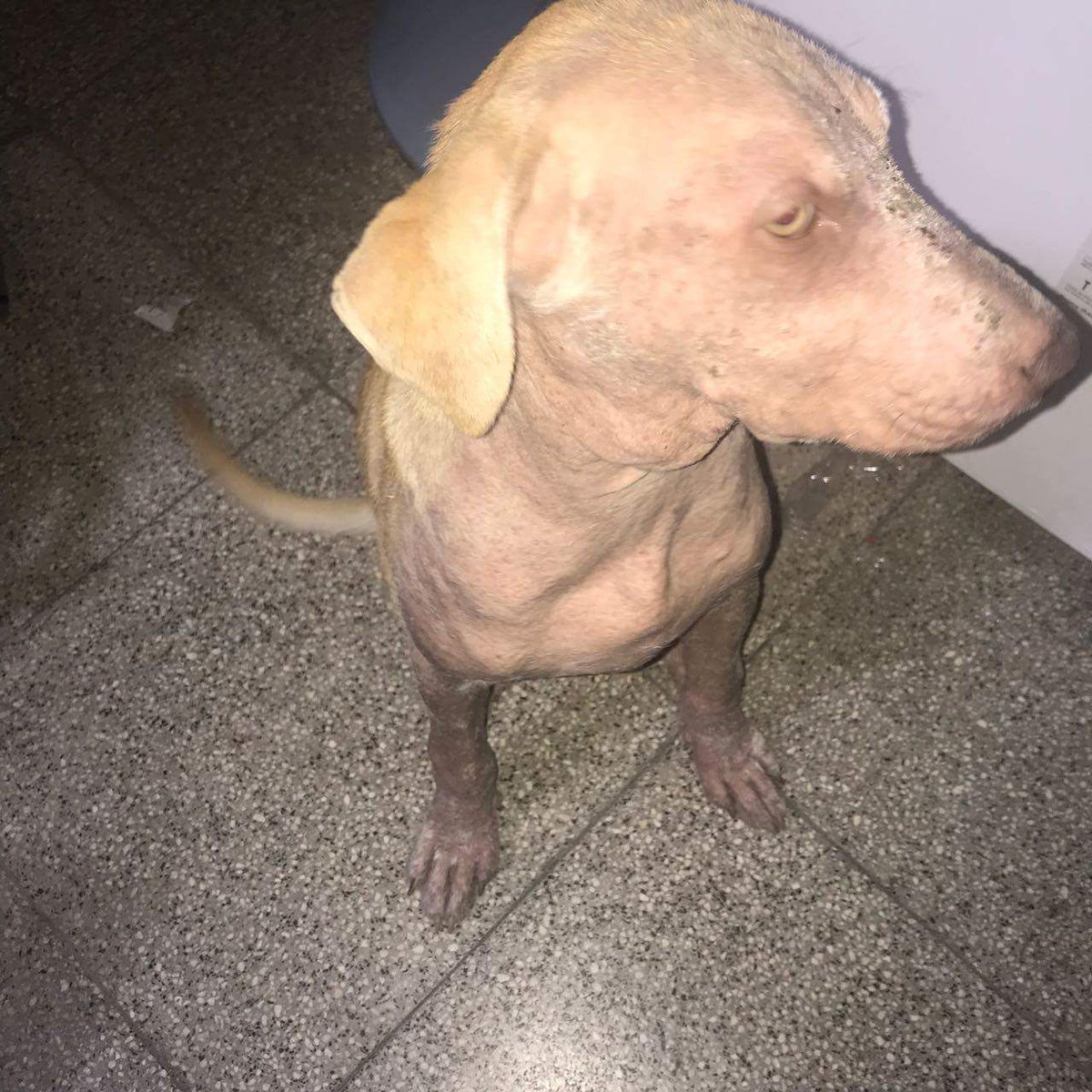 ¿SE ACUERDAN DE LA CACHORRITA CON SARNA DE #Laferrere?
SE TERMINA SU TRÁNSITO EL FIN DE SEMANA Y BUSCA UNA 👨‍👩‍👦‍👦 PARA SIEMPRE
¡¡ESTÁ HERMOSA!!❤ LES DEJO EL ANTES Y DESPUÉS 😉
¿ME AYUDAN A ENCONTRAR
UN HOGAR CON MUUUUCHO AMOR PARA ELLA POR FAVOR?😍

📲 1538240482