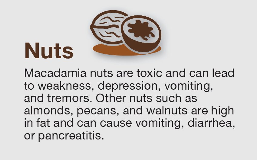 CalVetSpec's tweet image. We enjoy nuts for a good snack but please do not feed them to your pet. #toxictuesday #petsafety #safeholidays