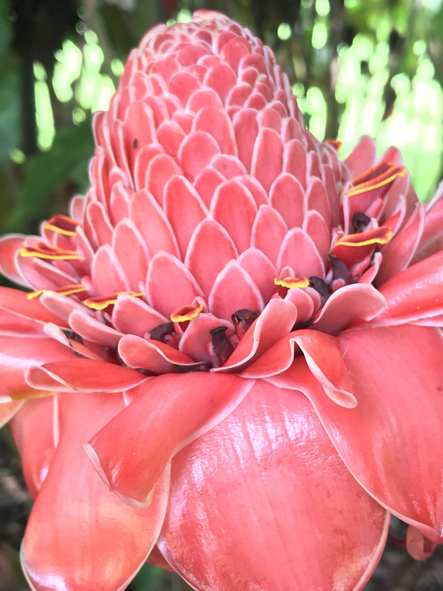 Jimmy Turner The Queen Of The Gingers In My Opinion Etlingera Elatior Also Known As Torch Ginger Ginger Flower Red Ginger Lily Torch Lily Wild Ginger Combrang Bunga Kantan Philippine Jimmy Turner The Queen Of The Gingers In My Opinion Etlingera Elatior Also Known As Torch Ginger Ginger Flower Red Ginger Lily Torch Lily Wild Ginger Combrang Bunga Kantan Philippine