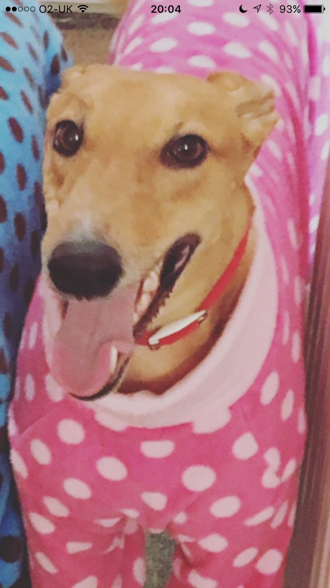 divagreyhound's tweet photo. New Pj's!!!! This is my happy happy face!!! #SmilesForDays #HappyDiva @FreddieTheGrey looks good in his to! #HappyDoggos https://t.co/vOJYLkdfbX