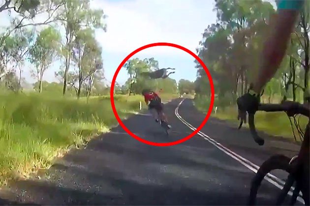 cyclingweekly's tweet image. Watch: Cyclist hit by jumping kangaroo in freak accident (video) | trib.al/AGBpKFA
