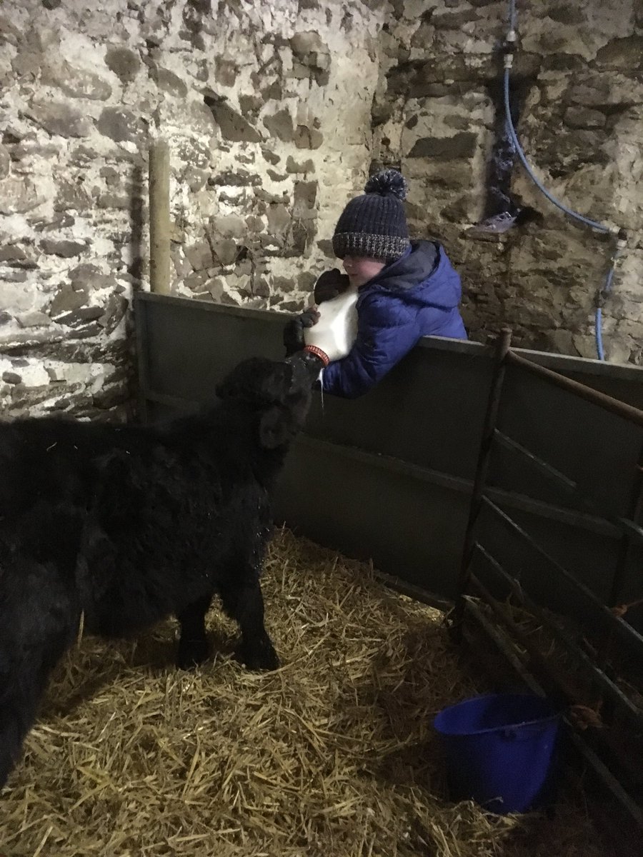Starting them young - training the next generation of farmers <a href="/Welsh_Blacks/">Gwartheg Duon Cymreig | Welsh Black Cattle</a>
