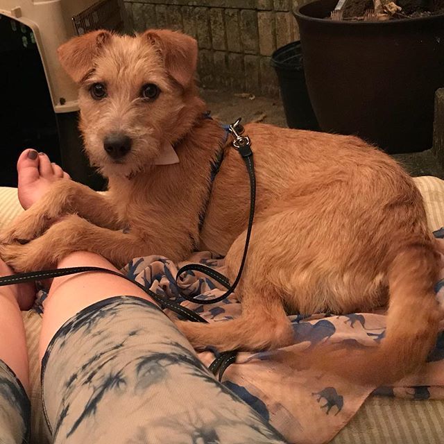 DaynaWunderkind's tweet photo. Meet Ruby Rod #rubyrod #newpuppy #dogsofinstagram #imsohappy https://t.co/MphtSPj61B https://t.co/Maygv9SG9Z
