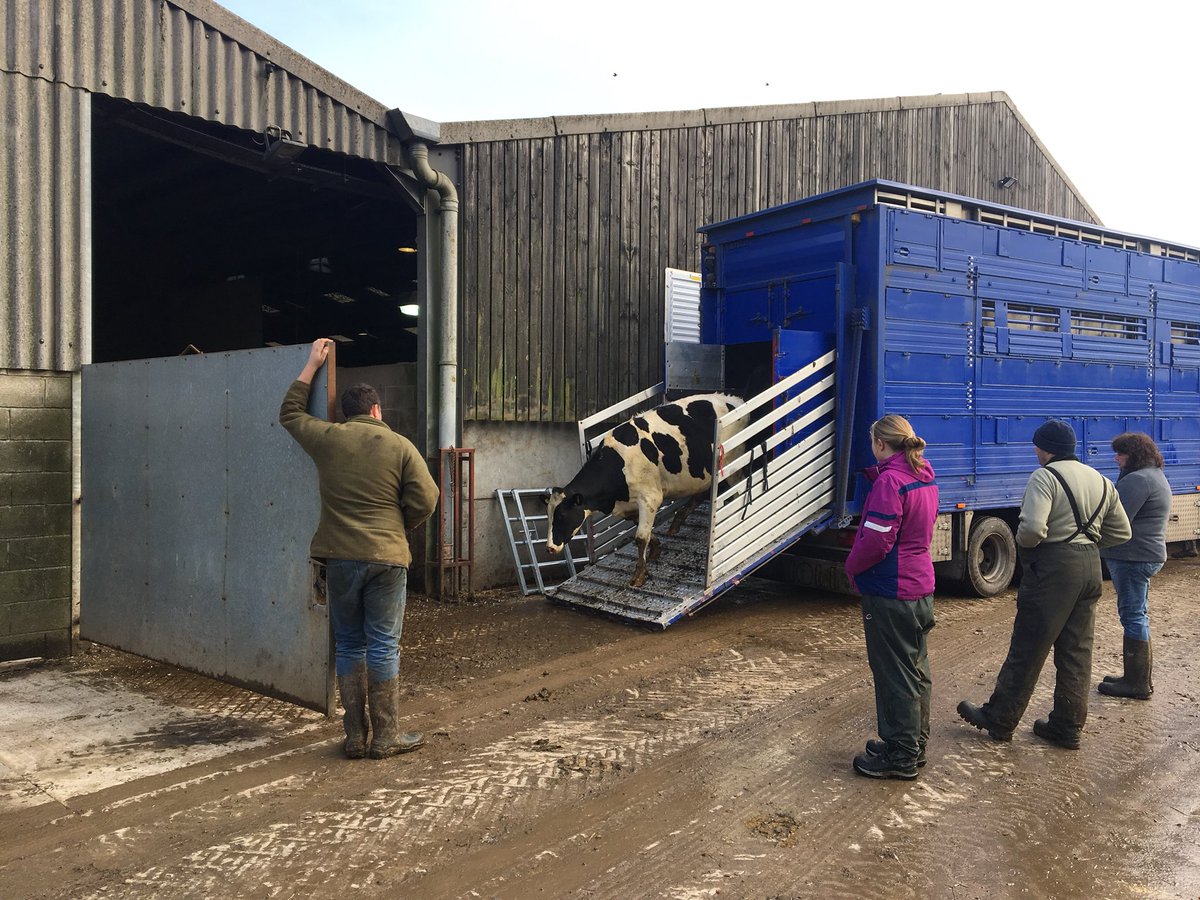 robdvet's tweet photo. Farm pics from today: calves thriving on @WynnstayGroup feed! Stores arriving from @farmerfunk: great bunch of cattle. Strong weanlings from @dairychris including many from @cows94 #dairybeef #integratedbeef #healthycalves https://t.co/5U90HEYsrl