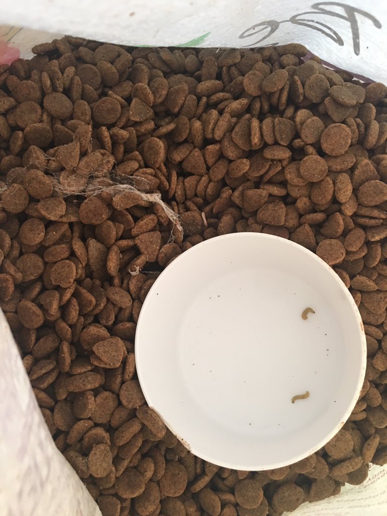 morgnprice's tweet photo. PSA to all dog parents out there: check new bags of dog food when you get home because it could include mold and maggots and all other things that make you and your doggo want to vomit. https://t.co/Z4AdDMmdec