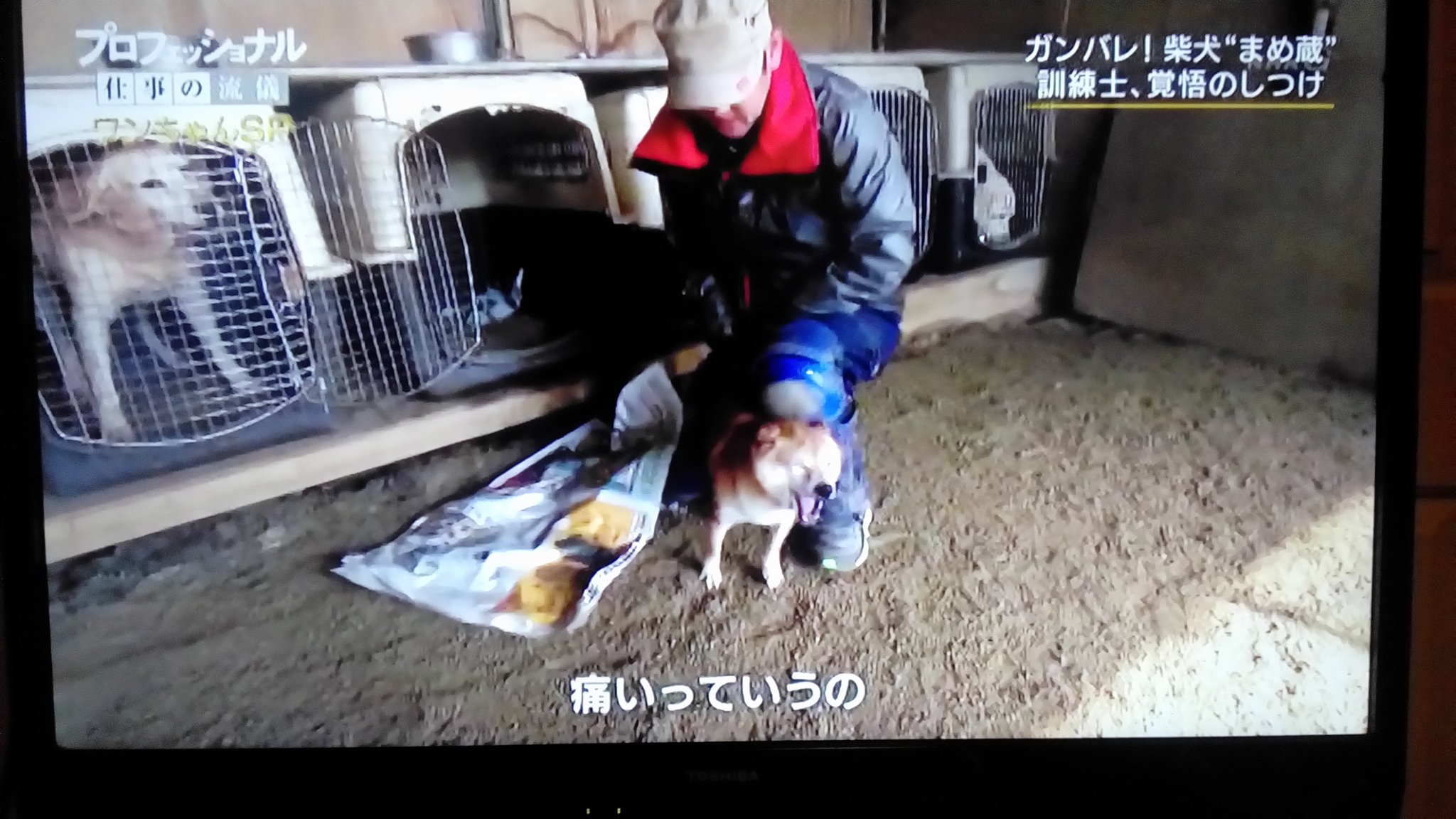 タローの主 犬と歩けば棒にあたる 引きずり出した柴犬を押さえ込む訓練士 ここで訓練士が引き下がったら犬 がつけあがるので 手を緩めない訳です コレがいわゆる 犬のリーダー論 デタラメ理論 をベースにしたスパルタ式の虐待訓練 T Co