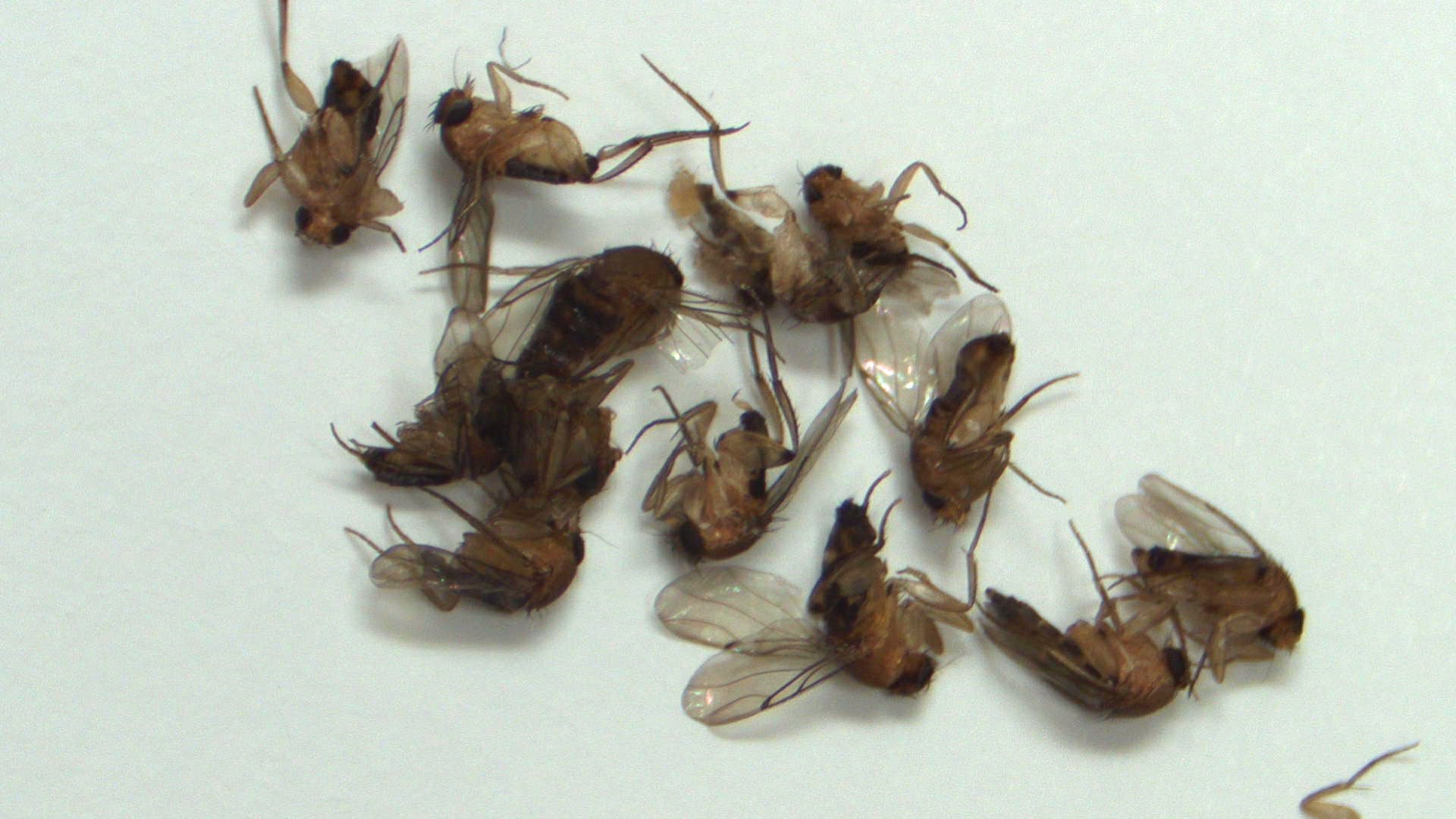 Phorid flies 2024