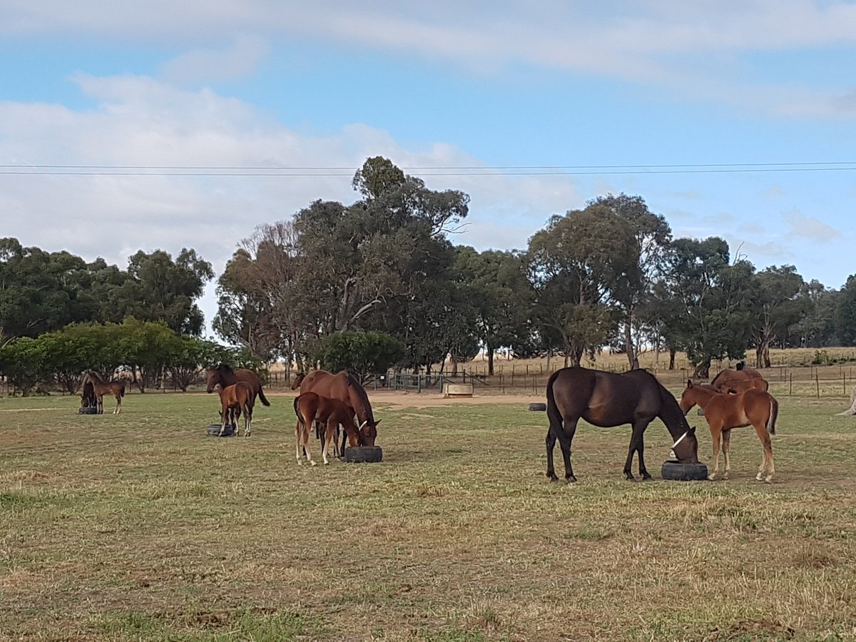 SuccessStud's tweet photo. Breakfast service complete
#50yearsofsuccess #horsesmylife #foals #2018yearlingsales
#successbreedssuccess
#coolchange https://t.co/r9P503XSV5