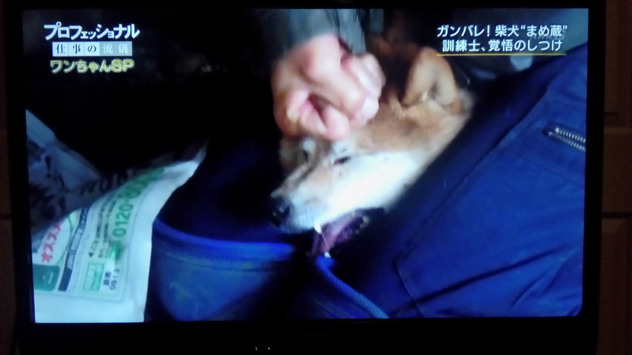 タローの主 犬と歩けば棒にあたる さらに訓練士は柴犬にマウント拘束し 鉄槌3発 掌底4発を頭部に打ち込む コレ 完全に虐待行為です しかし現在の動物愛護法では このような犬を殴る蹴るという暴挙も しつけ 訓練の名目があれば取り締まる事は出来 タローの主 犬と歩けば棒にあたる さらに訓練士は柴犬にマウント拘束し 鉄槌3発 掌底4発を頭部に打ち込む コレ 完全に虐待行為です しかし現在の動物愛護法では このような犬を殴る蹴るという暴挙も しつけ 訓練の名目があれば取り締まる事は出来