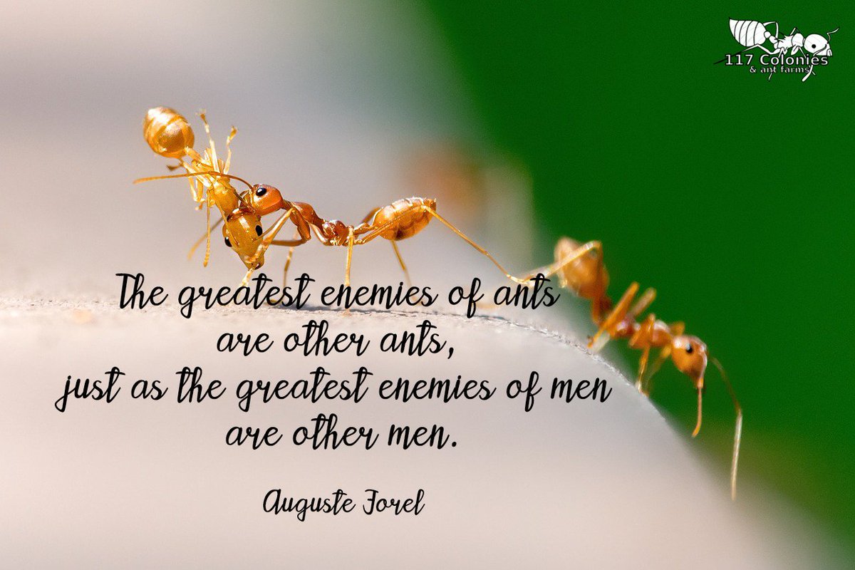 Colonies117's tweet image. “The greatest enemies of ants are other ants, just as greatest enemies of men are other men.” Auguste Forel
#Ants #AntFarms #AntFarmsforsale
