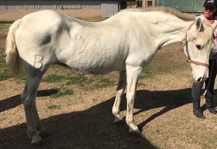 Cancer-riddled mare being sold in the parking lot FOR BREEDING! 😢 Can you help us rescue her? Need: $300 purchase and $650 for initial care. PP: rescue@hicaliber.org Venmo @hchr17