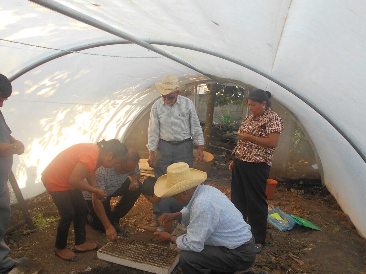 consiah_sc's tweet photo. Capacitación de Huertos de traspatio a productores de Calnali y Huazalingo en el PESA @PESAMEXICO @SEDAGRO_HIDALGO @SagarpaHgo @ecarizpe https://t.co/JE0RUciTzW