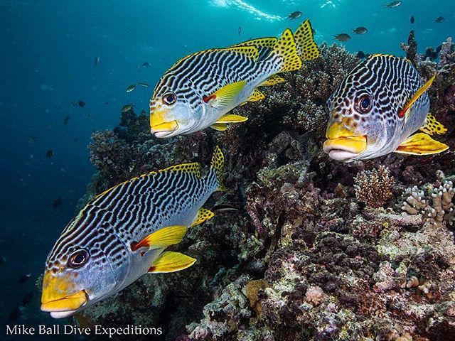mikeballdive's tweet photo. Diagonal lined sweet lips cruising the reef.
#spoilsportlive #mikeballdive #thisisqueensland #exploreTNQ #exploreGBR Photo by @seajewlz #gothamcity #ausgeo #diagonalsweetlips #sweetlips #blubberlips #schoolingfish #standovermen #bullliesofthereef #great… https://t.co/fofuaMOMmg https://t.co/kvjown4F6a