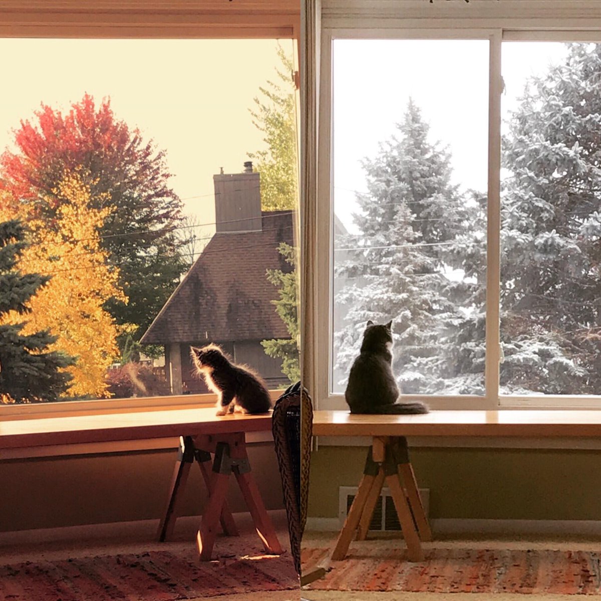 LuvKittensDaily's tweet image. Seasons keep changing and he keeps growing.