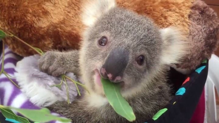 prolocksmithbri's tweet photo. Hip hip, hooray - it's Imogen the koala's third birthday! 🎉  Video: Symbio Wildlife Park https://t.co/A282hjT6tT https://t.co/yePAfMLiha