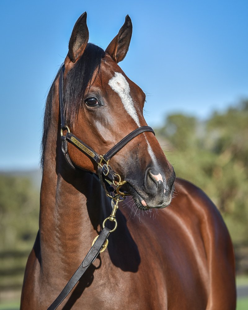 LOT 579 Olympic Glory x Personification for Classic <a href="/inglis_sales/">Inglis</a> 
<a href="/ArrowfieldStud/">Arrowfield Stud</a>