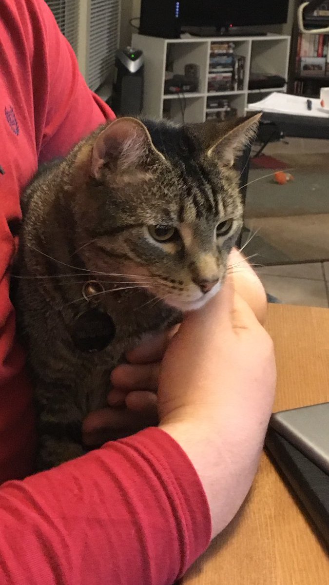 ThePiratePod's tweet photo. We had a Cat-tastic time recording the pod tonight. #RingoRocks https://t.co/MJkortwRWt