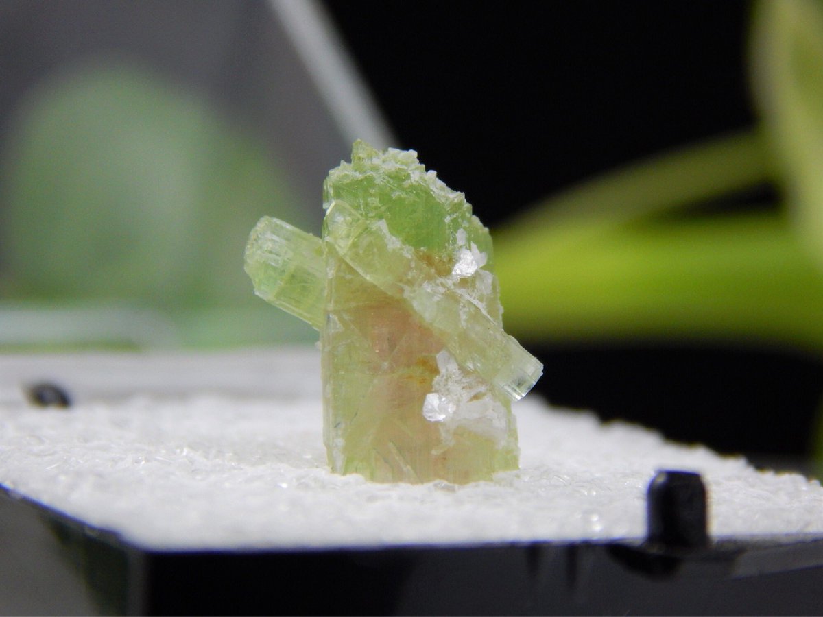 N_MaineMinerals's tweet photo. #RARE #Twinned #Watermelon #Tourmaline #Crystal #Cluster with #Excellent #Natural #Terminations & #Unique #CrystalForm from #CrystalPocket 28 of 2005 @ the #Historic #MtMica #Mine in #Paris, #Maine!
#OnSaleNow @ #NorthernMaineMinerals #Rock & #Gem #Shop
https://t.co/FEYswZvF6J https://t.co/nfMxprJoS6