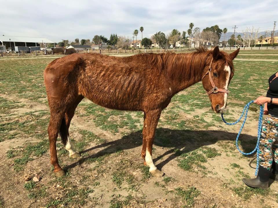 Skinny mare left behind last week is hoping to be saved today! PP: Rescus@hicaliber.org Venmo @Hchr17