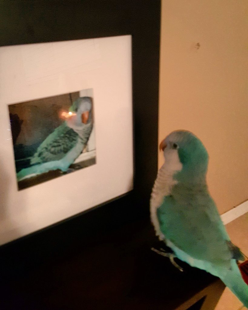 MyHeartTooBig's tweet image. When you're cute &amp;amp; you know it. #SoVain 😂😂😂