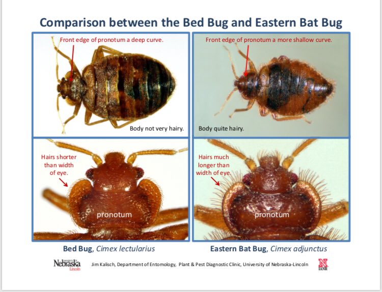 JodyBugsMeUNL's tweet photo. @D_morgan2015 Great question! I hope this helps #bedbug #batbug @UNLEntomology https://t.co/0PrA428Zgd