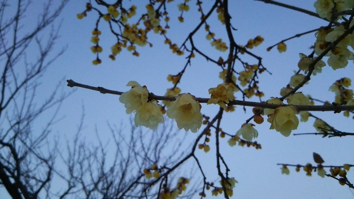 わたなべ たかし 今朝の東村山中央公園 今日も朝6時半での気温はマイナス3 でしたが ロウバイは花盛り 溶けた雪の下 からは健気に頑張るパンジーの花 明日夜から明後日にかけて東京でもまた雪の予報ですが 着実に春は近づいているようです